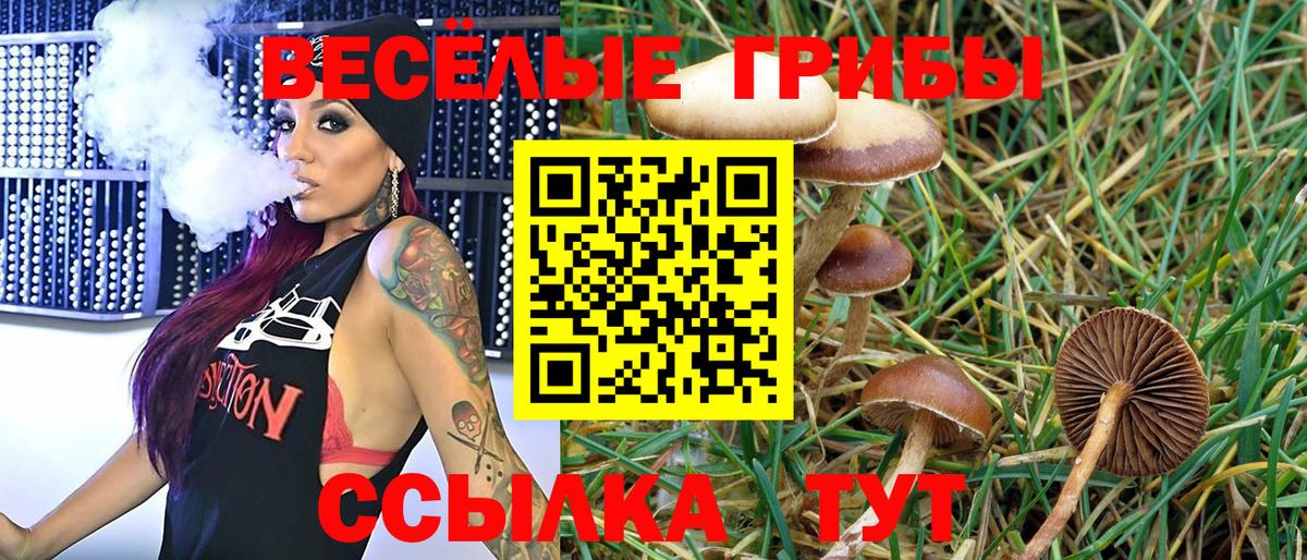 Псилоцибиновые грибы Psilocybe  Вход с VPN  Черкесск 